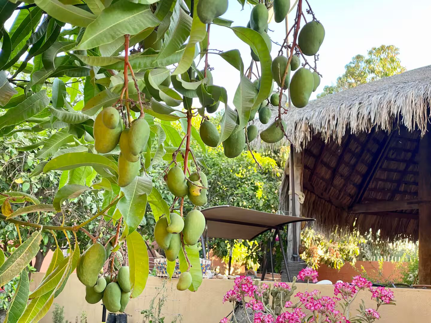 Garden fruit trees Casa del Pueblo Loreto Mexico